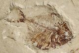 Cretaceous Fish (Diplomystus & Charitosomus) Fossils - Lebanon #200280-3